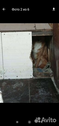 Собака ищет дом