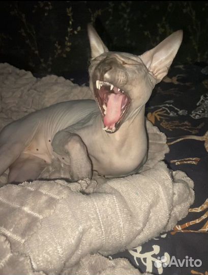 Донской сфинкс кот