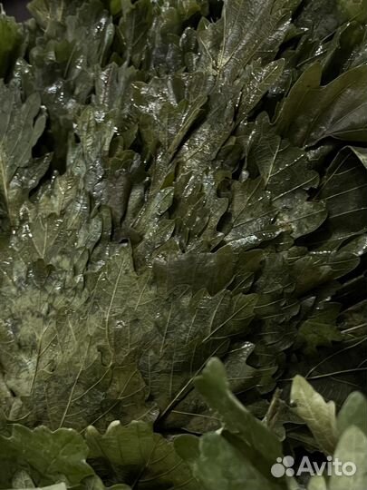 Дубовые веники для бани