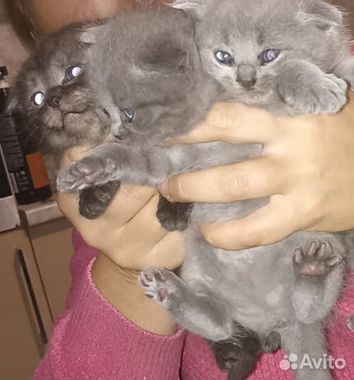 Вислоухие котята