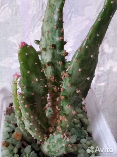 Кактус опунция с розовыми колючками