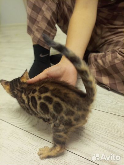 Бенгальские котята