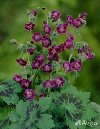 Многолетники садовые