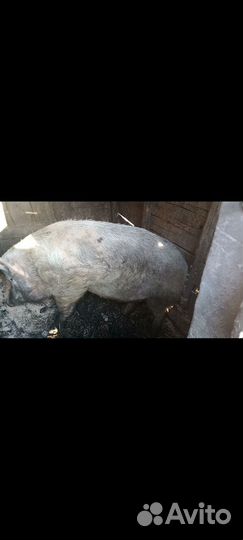 Продам хряка на племя