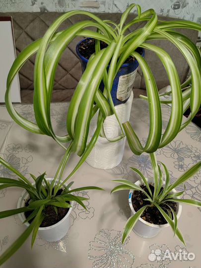 Рэо. Хлорофитум