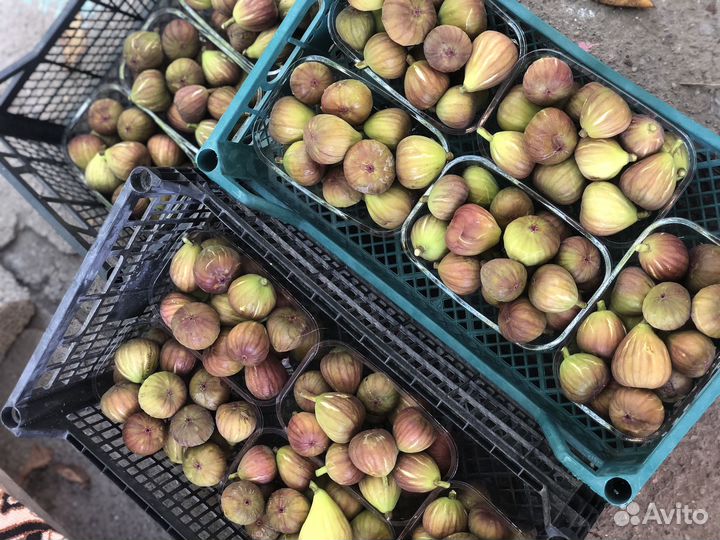 Инжир плоды