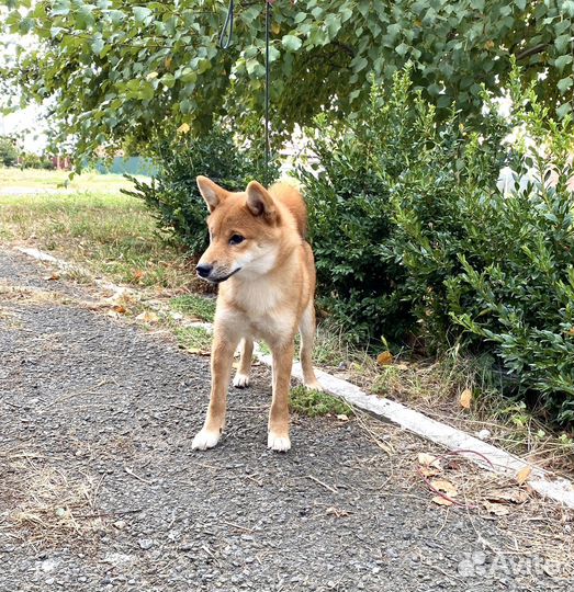 Сиба девочка
