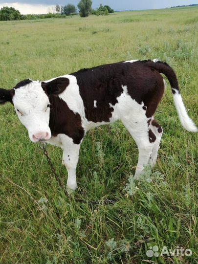 Корова дойная и тёлочка отпоенная