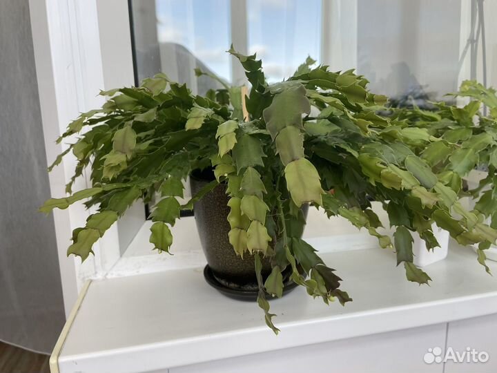 Декабрист белый