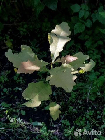 Дуб эрмитажный