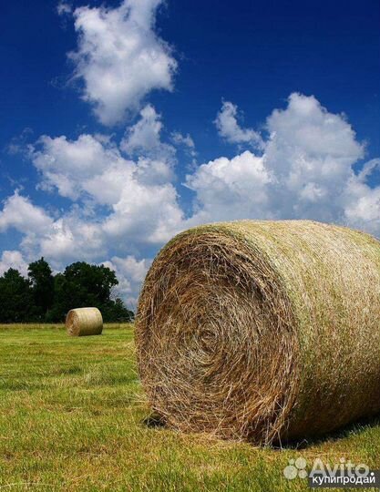 Продам сено в тюках