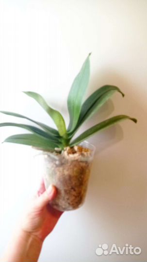 Орхидея perfume glow rainbow