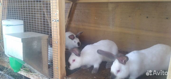 Кролики с доставкой