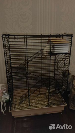 Крыски с клеткой