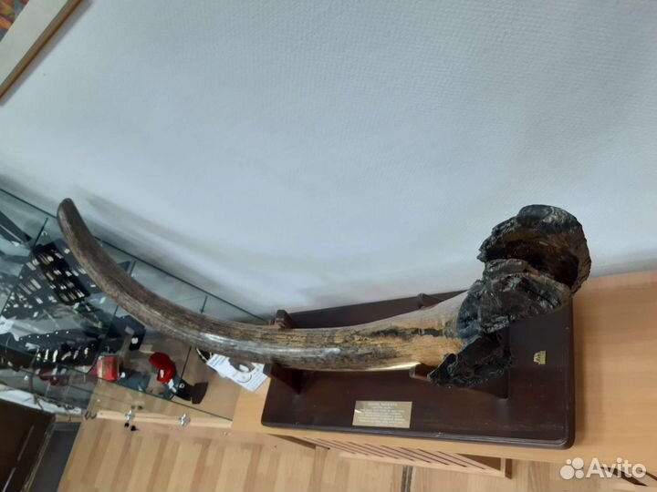 Бивень мамонта. Интерьерная композиция