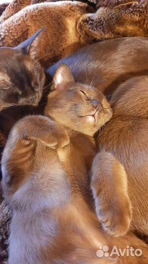 Бурманский котенок
