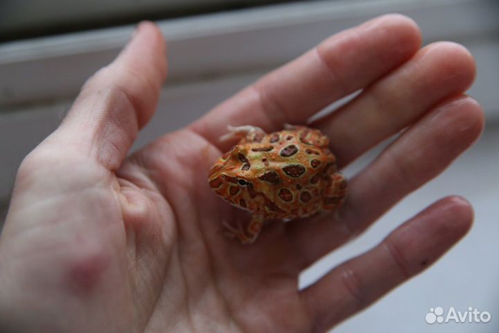 Лягушка-рогатка