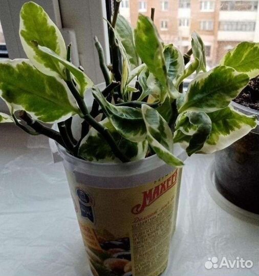 Педилантус пеперомия