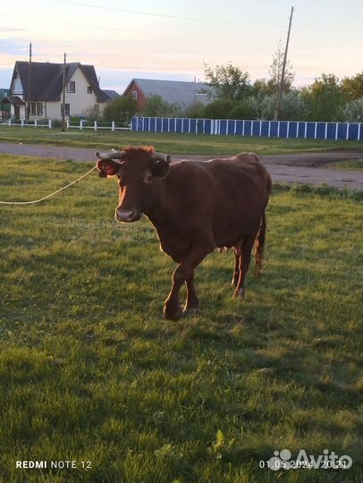 Корова дойная