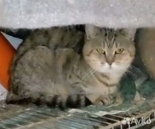 Кошка в дар