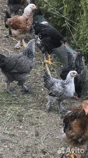 Цыплята породы Брама