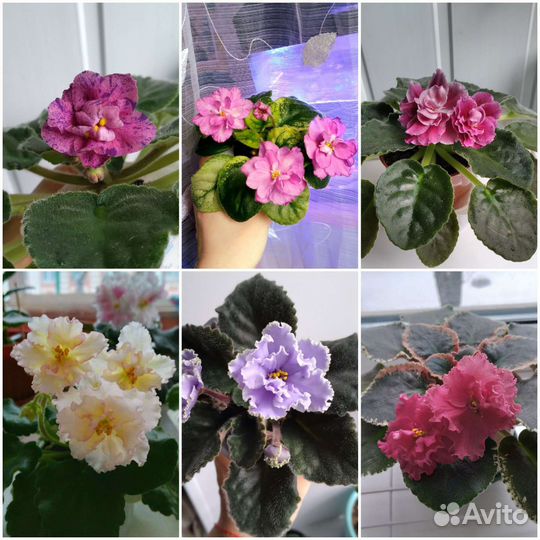 Фиалка (лист на срез)