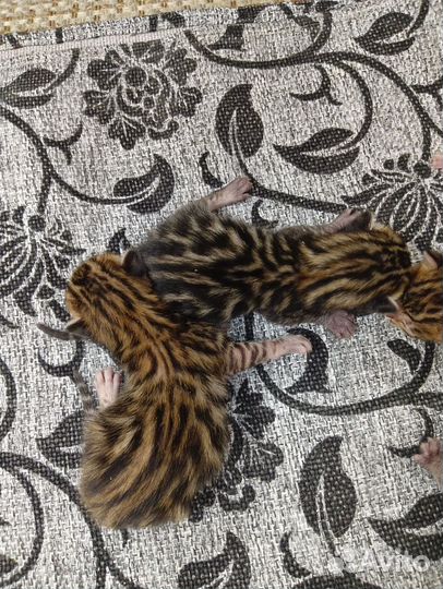 Бенгальская