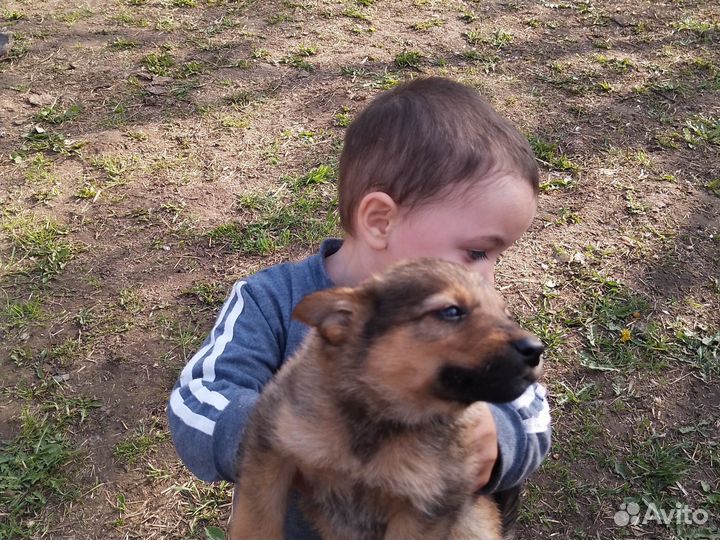 Продам щенков европейской овчарки