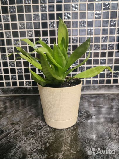 Сансевиерия