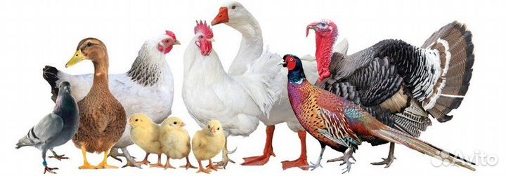 Бройлер гусята утята индюшата