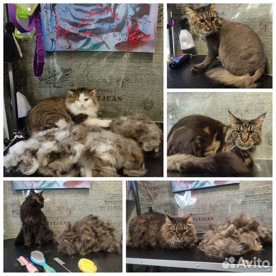 Стрижка кошек и собак. Грумер