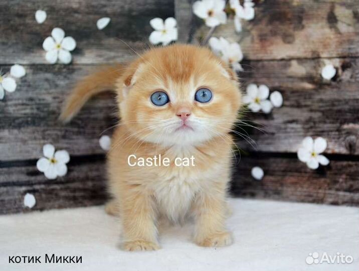 Ласковые детки