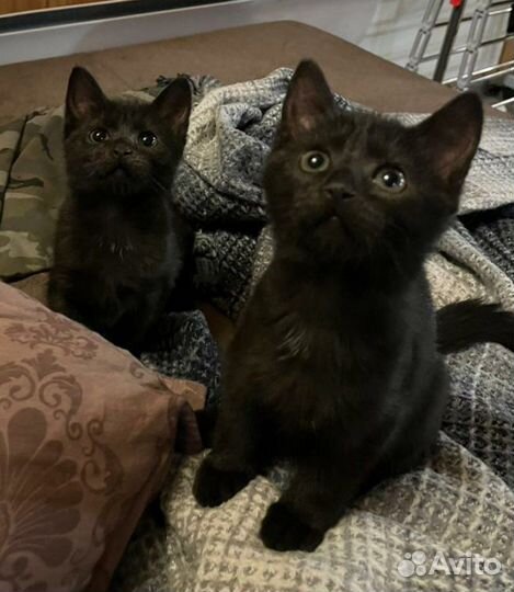 Чёрные котята (2,5 месяца)