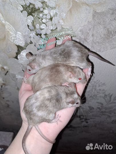 Декоративные мыши Тексель