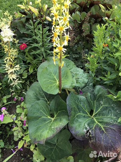 Бузульники