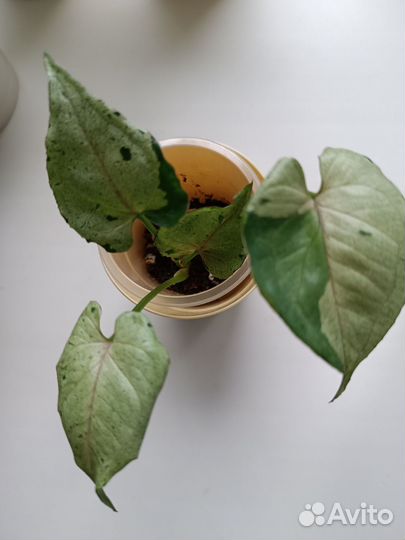 Сингониумы сортовые