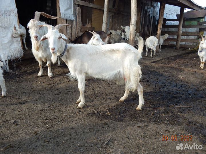 Козы ламанча