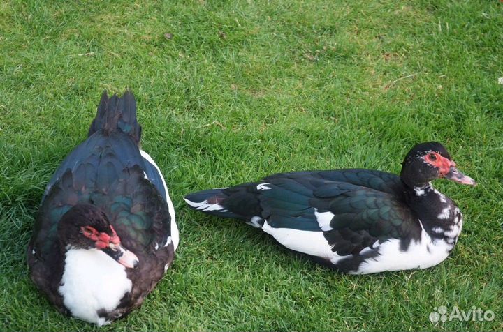 Семья индоуток