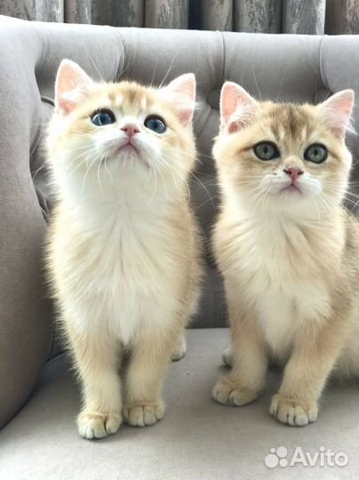 Британская кошка
