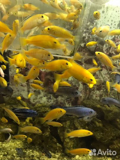 Аквариумные рыбки