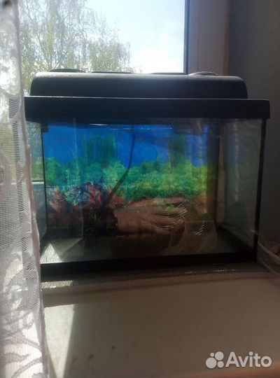 Аквариум