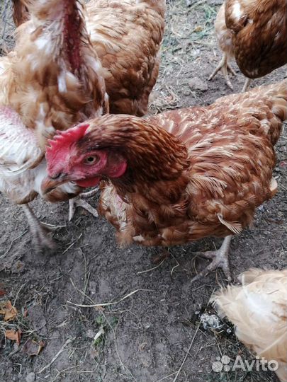 Куры несушки ломан браун