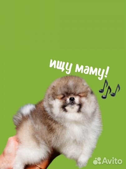 Померанский шпиц