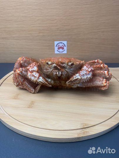 Краб волосатик ресторанный