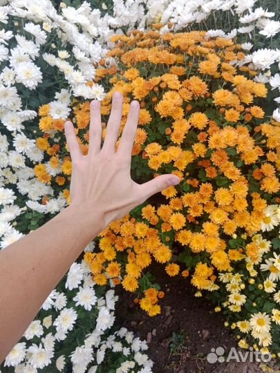 Хризантема мультифлора