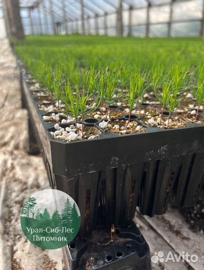 Сеянцы зкс Сосна окс Ель Лиственница Горная