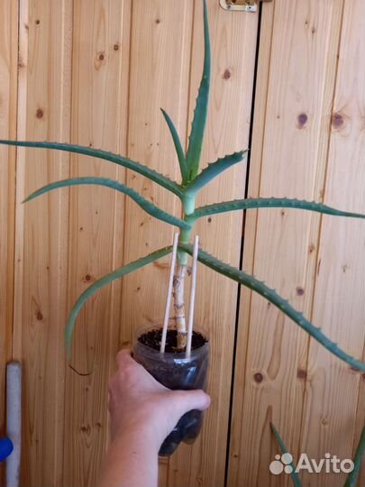 Алоэ лечебный