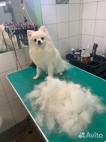 Немецкий шпиц вязка