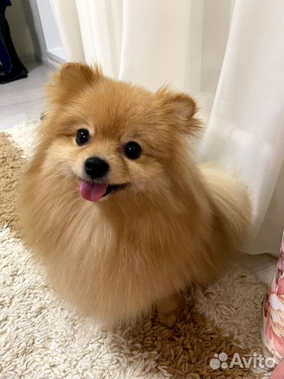 Груминг крупных пород собак и кошек