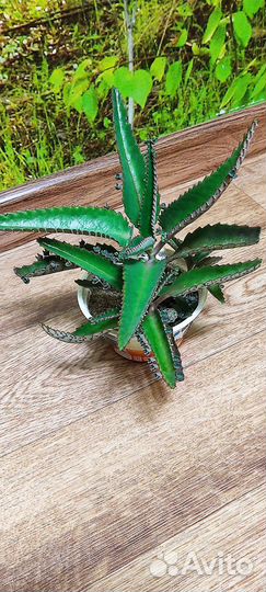 Каланхоэ лечебное